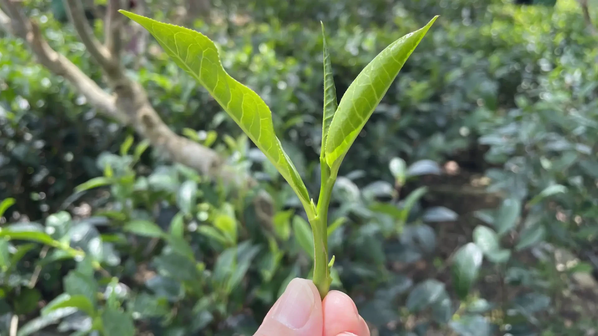 持続可能な茶葉農園の風景