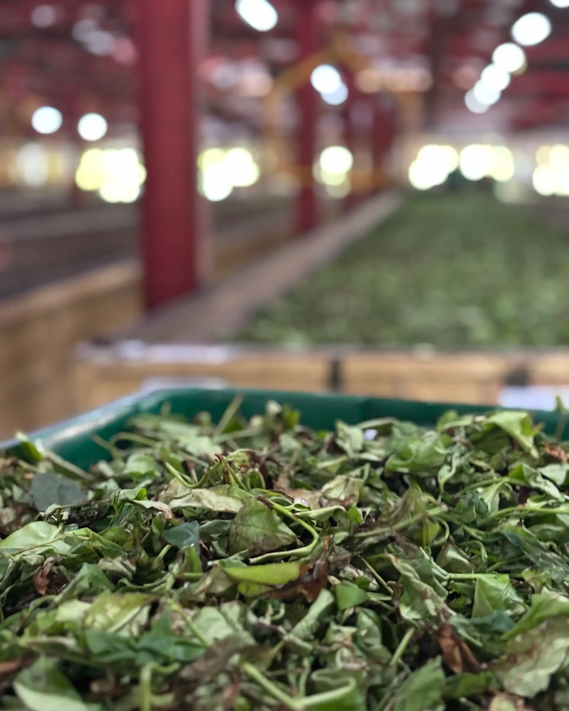 セイロン茶のフレッシュな茶葉