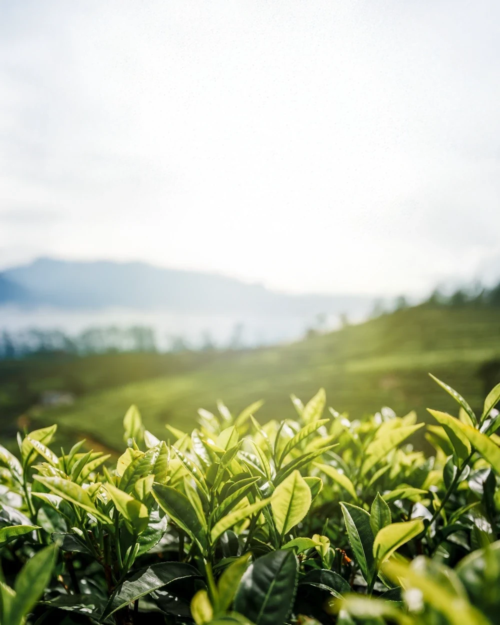 A tea garden wrapped in morning light