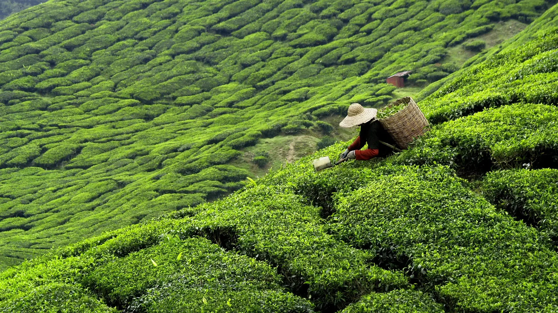 スリランカの茶畑で丁寧に手摘みされる茶葉